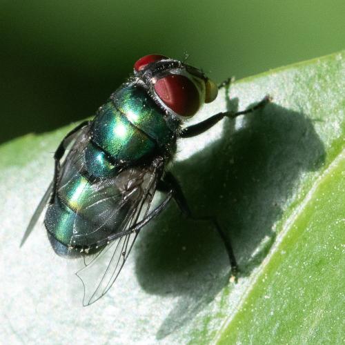 Réf. 331 153 : Chrysomya albiceps